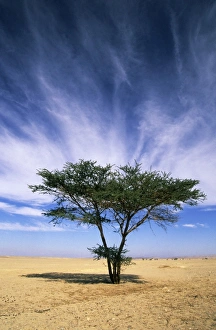 Egypt - typical midday scene with Acacia trees in Arabian desert