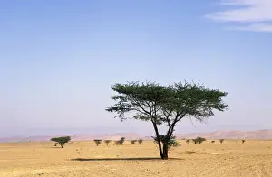 Egypt - typical midday scene with Acacia trees in Arabian desert approx. 50 km from Hurghada town (Red Sea shore); January Eg39. 0274