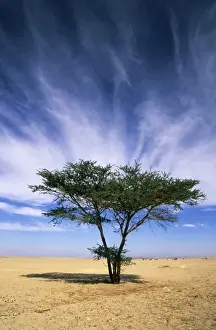 Egypt - typical midday scene with Acacia trees in Arabian desert approx. 50 km from Hurghada town (Red Sea shore); January Eg39. 0281