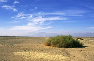 Egypt Prints: Egypt - a typical morning scene with Zilla spinoza bushes in Arabian desert approx