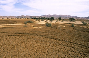 Images Dated 24th May 2007: Egypt - A typical uninhabited oasis on a salt water spring in Arabian desert approx