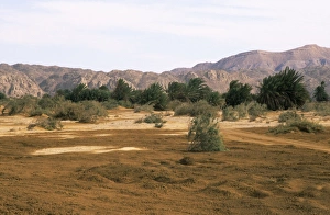 Images Dated 24th May 2007: Egypt - A typical uninhabited oasis on a salt water spring in Arabian desert approx