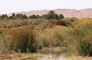 Oasis Prints: Egypt - a typical uninhabited oasis on a salty water spring in Arabian desert approx