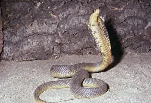 Cobras Prints: Egyptian Cobra Grasslands of North Africa
