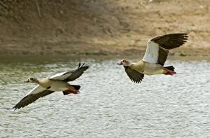 Egyptian Gallery: Egyptian Geese