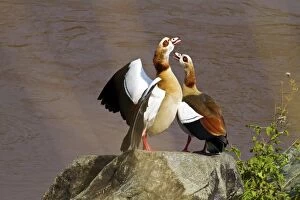 Egyptian Geese - calling
