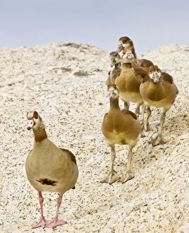 Images Dated 29th August 2012: Egyptian Geese - family group on coastal rocks