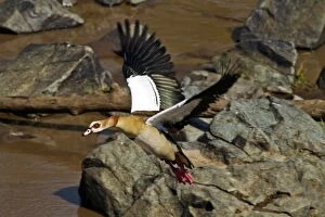 Egyptian Geese - in flight