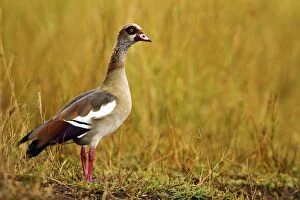 Images Dated 14th August 2011: Egyptian Goose