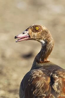 Egyptian Gallery: Egyptian Goose - adult
