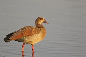 Egyptian Goose - adult at a dam in the last light