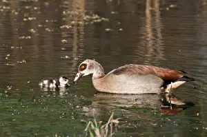 Gosling Prints: Egyptian Goose - adult with goosling swimming - Rietvlei Nature Reserve - South Africa