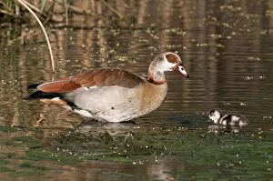 Egyptian Gallery: Egyptian Goose - adult with gosling swimming