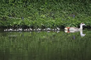 Following Prints: Egyptian Goose - adult with goslings on lake - Hessen - Germany