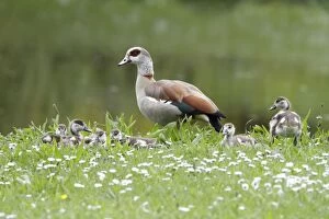Images Dated 22nd May 2010: Egyptian Goose - adult with goslings on meadow - Hessen - Germany