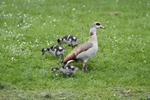 Gosling Prints: Egyptian Goose - adult with goslings on meadow - Hessen - Germany