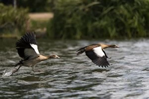 Alopochen Aegyptiaca Gallery: Egyptian Goose  adults in flight