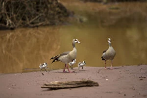 Egyptian Goose, Alopochen aegyptiacus, family
