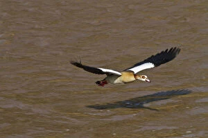Egyptian Gallery: Egyptian Goose (Alopochen aegyptiacus) flying