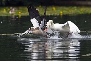 Egyptian Gallery: Egyptian Goose - being chased by territorial Mute