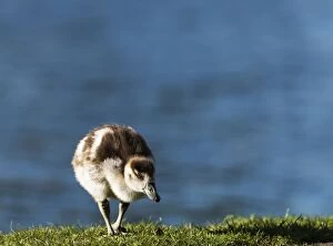 Egyptian Gallery: Egyptian Goose chick walking on grass
