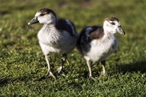 Egyptian Gallery: Egyptian Goose chicks on the ground