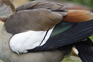 Egyptian Gallery: Egyptian Goose - detailed study of wing feathers