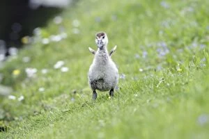 Images Dated 22nd May 2010: Egyptian Goose - gosling shaking off water - on meadow - Hessen - Germany
