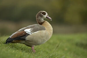 Wing Gallery: Egyptian Goose - London - UK