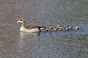 Egyptian Gallery: Egyptian Goose - parent bird with goslings on lake