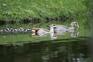 Father And Young Gallery: Egyptian Goose - parents with goslings on lake