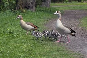 Images Dated 27th April 2012: Egyptian Goose - parents with young goslings in park