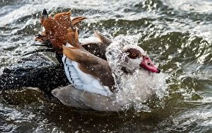 Egyptian Gallery: Egyptian Goose in the water