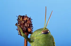 Grasshoppers Prints: Egyptian Grasshopper