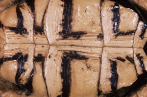 Images Dated 28th June 2007: Egyptian / Kleinmann's / Leith's Tortoise - Ventral view of shell