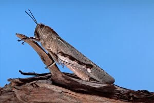 Images Dated 13th June 2007: Egyptian Locust - adult