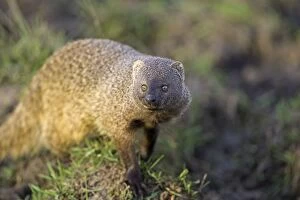 Images Dated 26th October 2006: Egyptian Mongoose