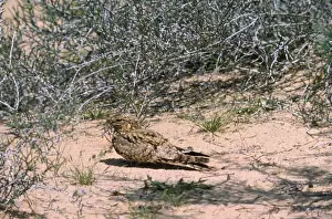 Egyptian Nightjar