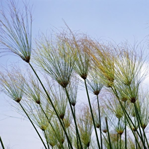 Images Dated 10th December 2007: Egyptian Papyrus