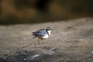 Plovers Prints: Egyptian Plover - Comoe - Ivory Coast - Africa
