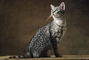 Images Dated 8th February 2008: Egyptian Silver Mau Cat
