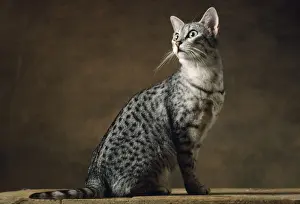 Silver Prints: Egyptian Silver Mau Cat