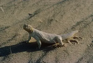 Spiny Tailed Prints: Egyptian spiny-tailed lizard