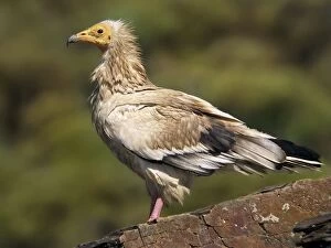 Egyptian Gallery: Egyptian Vulture - adult perched on a rock