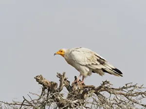 Egyptian Gallery: Egyptian Vulture Neophron percnopterus Rajasthan, India BI031978 Date: 21-Feb-20