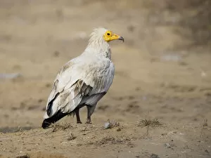 Images Dated 31st May 2020: Egyptian Vulture Neophron percnopterus Rajasthan, India BI031979 Date: 21-Feb-20
