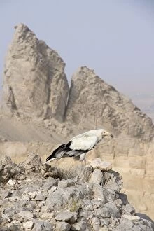 Egyptian Gallery: Egyptian Vulture - perched on rocks