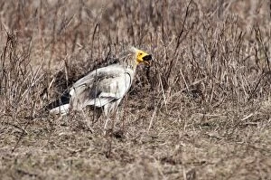 Images Dated 26th January 2013: Egyptian Vulture - standing on ground - swallowing carrion