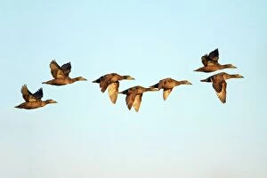 Images Dated 10th June 2008: Eider - 7 ducks in flight