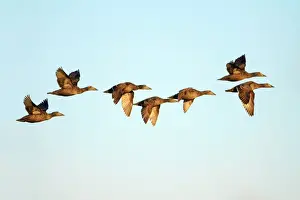 Netherlands Prints: Eider - 7 ducks in flight, Texel, Holland